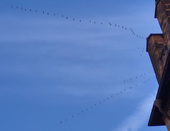 Gru  - Alessio Mannello