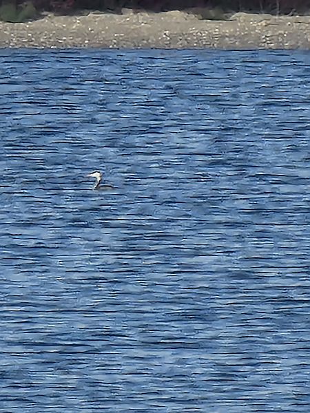 Svasso maggiore  - Vincenzo Callari