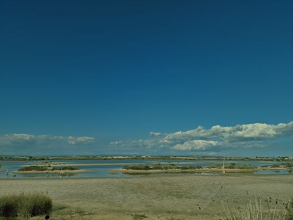 Svasso maggiore  - Vincenzo Callari