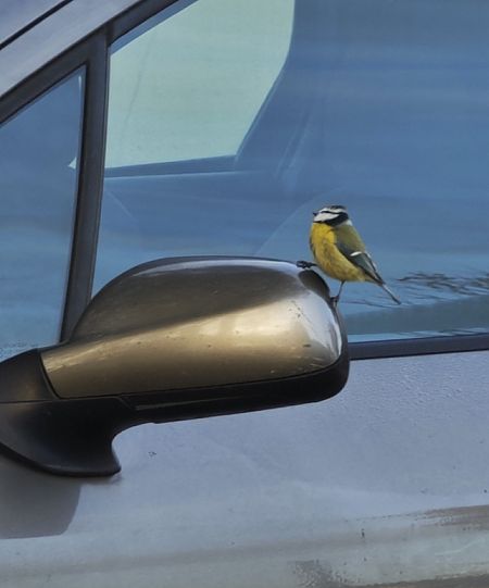 Cinciarella  - Carlotta Fassina