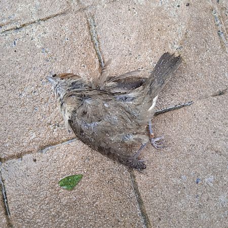 Txinbo kaskabeltza  - Gonzalo Torre