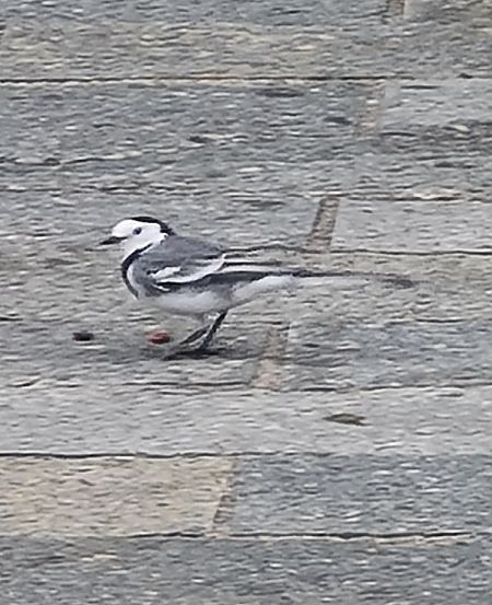 Ballerina bianca  - Thierry Tissot-Dupont