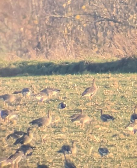 bernikla białolica  - Konrad Uryga