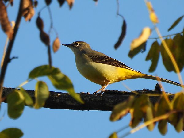 Cuereta torrentera  - Joan Pessarrodona