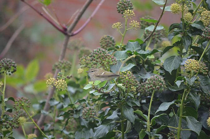 Tienschan-Laubsänger  - Julius Overdick
