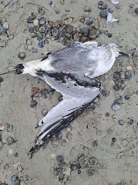 Dreizehenmöwe  - David Kaliss