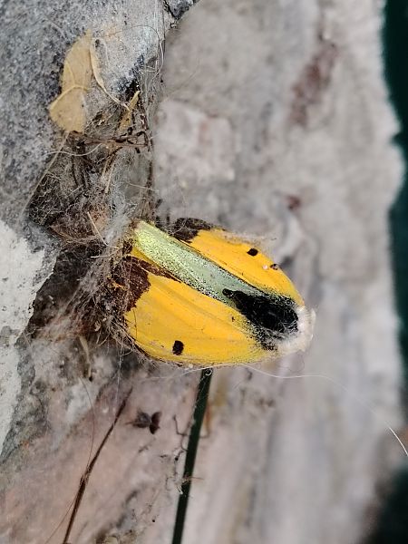 Colias sp.  - Éric Le Roy