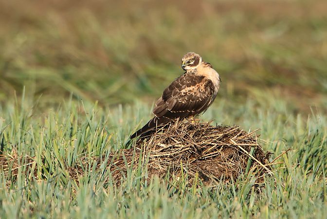 błotniak stepowy  - Maciej Kulmajer