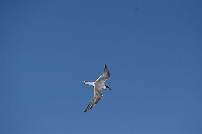 rybitwa popielata  - Hanna Lisiecka