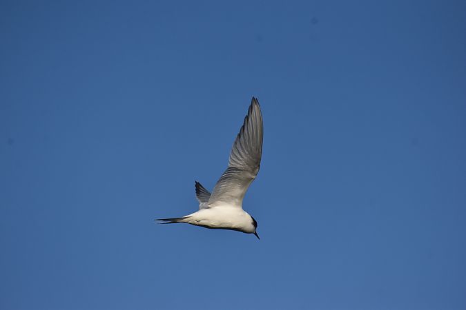 rybitwa popielata  - Hanna Lisiecka