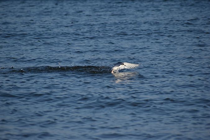 rybitwa popielata  - Hanna Lisiecka