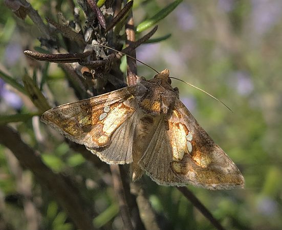 Chrysodeixis chalcites  - Alberto Manganaro