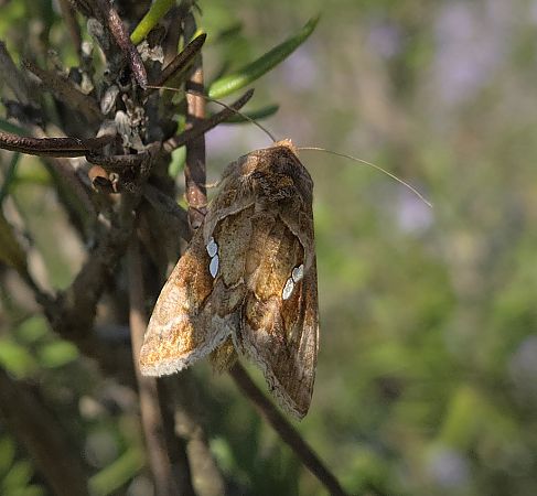 Chrysodeixis chalcites  - Alberto Manganaro