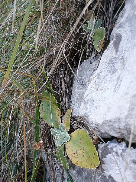 Primula auricula  - Alexandra Cfr Mareschi (FVG)