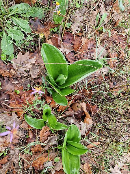 Himantoglossum robertianum  - Diane Raibaut