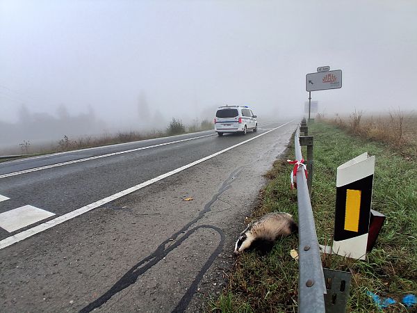 Azkonar  - Eraztun Berdeko Basozainak Guardas Anillo Verde