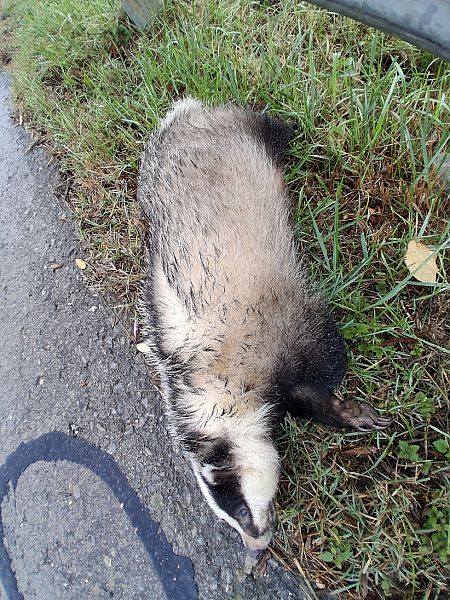 Azkonar  - Eraztun Berdeko Basozainak Guardas Anillo Verde