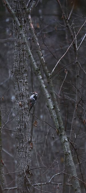 dzięcioł białogrzbiety  - Oliwier Myka