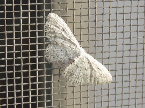 Idaea seriata  - Massimo Tassinari