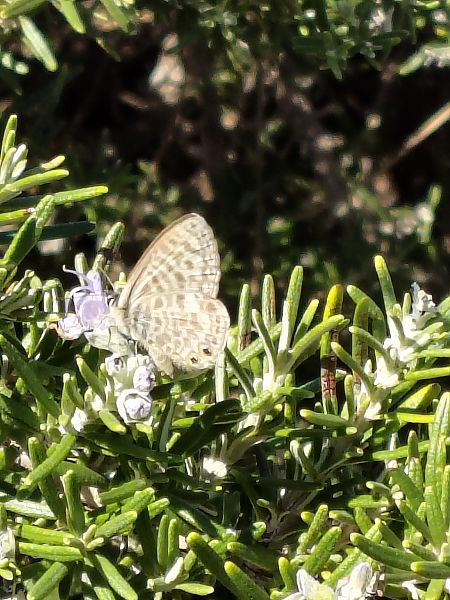 Blaveta estriada  - Susana Esteller Morell