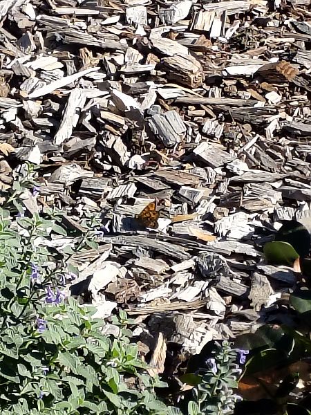 Saltacercas  - Susana Esteller Morell