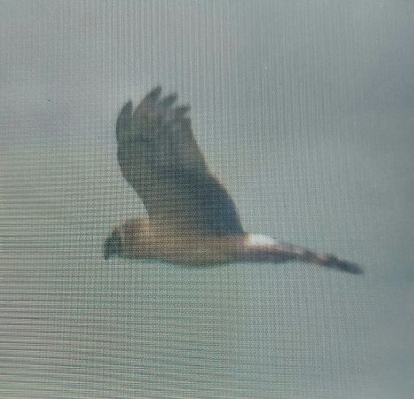 błotniak stepowy  - Jan Kotlarz