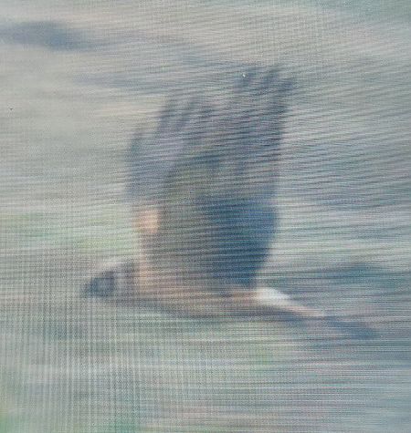 Steppenweihe  - Jan Kotlarz