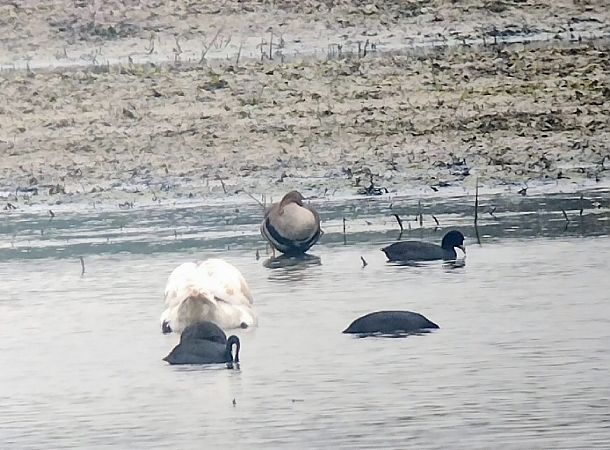 Oca lombardella  - Marco Cortemiglia