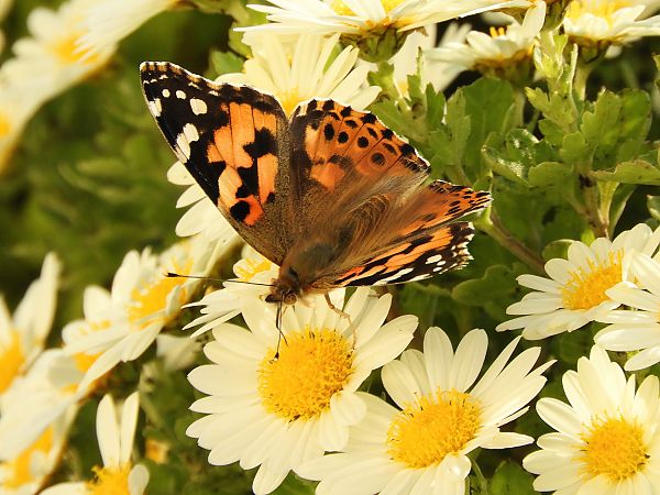 Vanessa cardui  - Massimo Tassinari