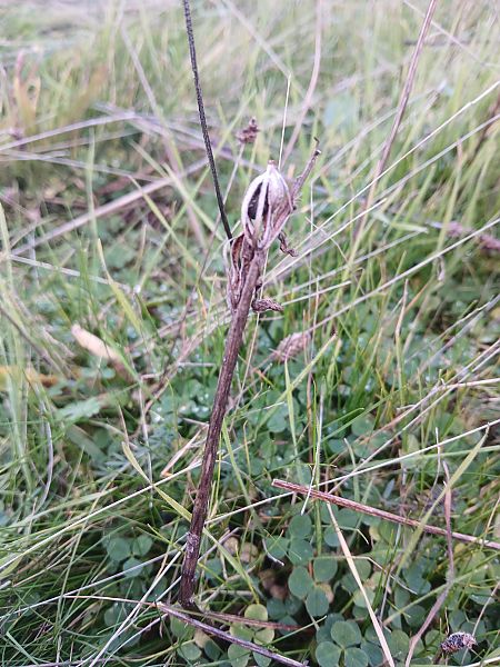 Serapias lingua  - Alain Falvard