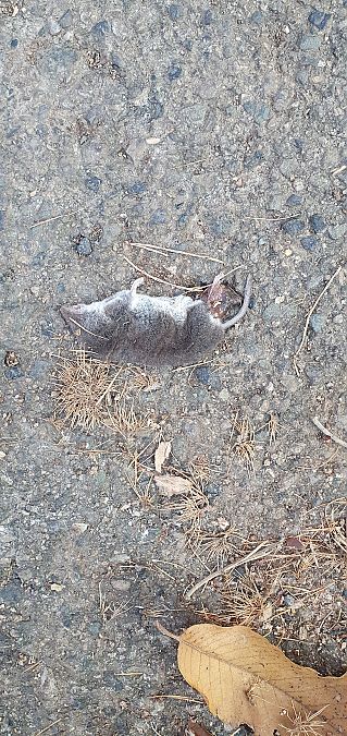 Crocidura ventrebianco  - Roberto Toffoli