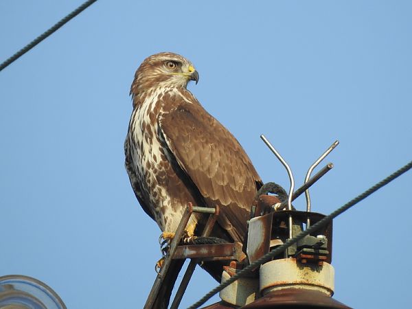 Poiana  - Emanuele Crepet