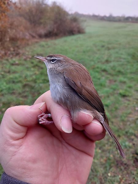 Seidensänger  - Burkhard Lehmann