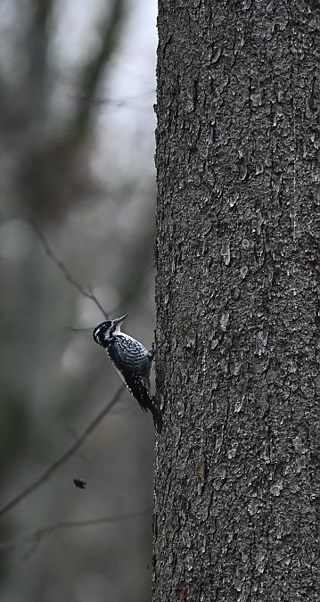 dzięcioł trójpalczasty  - Oliwier Myka