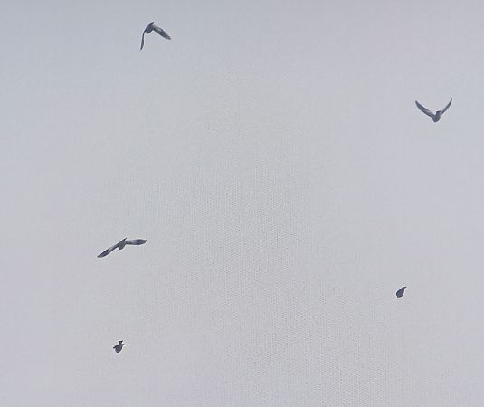 śnieguła  - Dawid Kilon