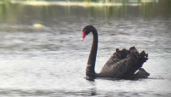 łabędź czarny  - Sebastian Watras