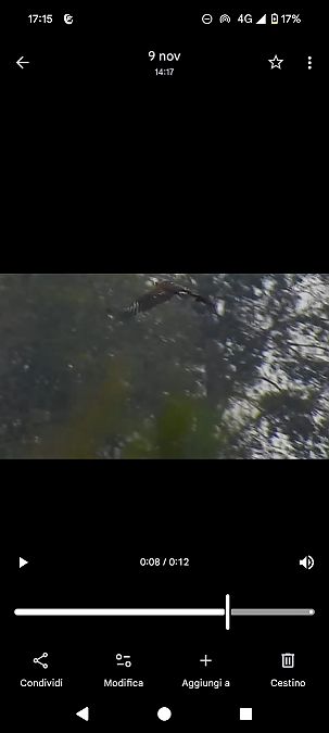 Aquila anatraia maggiore 