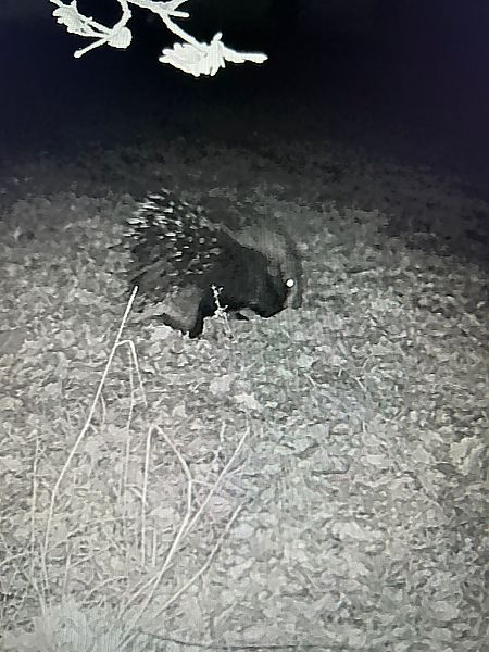 Istrice  - Erika Mero