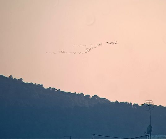 Grua  - Xavi Escobar