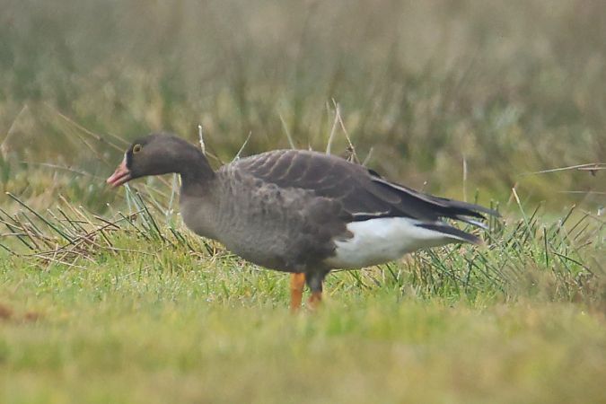 gęś mała  - Eliasz Dziadul