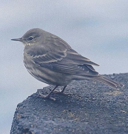 świergotek nadmorski  - Dawid Kilon