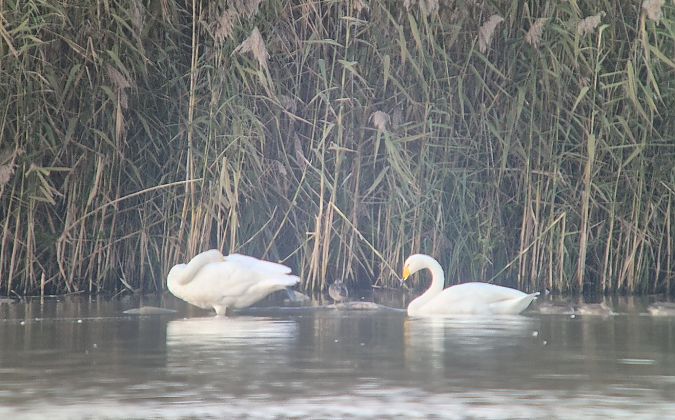 Cygne chanteur  - Pietro Bellezza