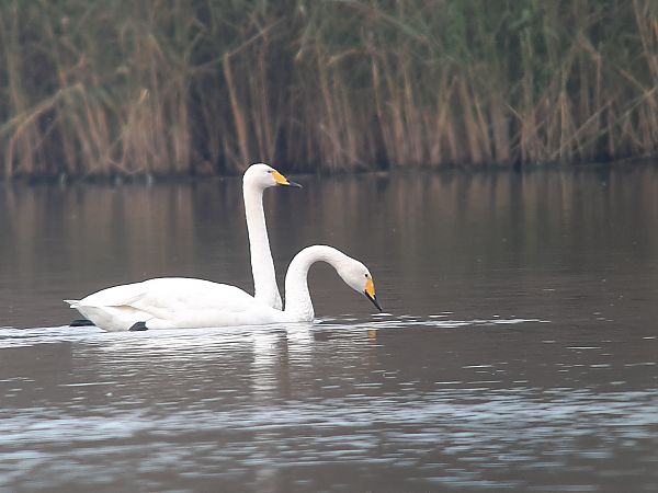 Cygne chanteur  - Franz Stoll