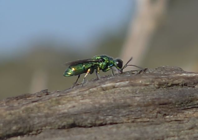 Trichrysis cyanea  - Alberto Manganaro