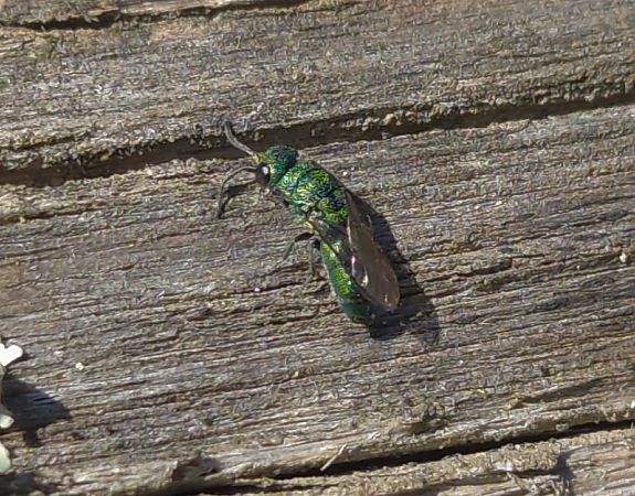 Trichrysis cyanea  - Alberto Manganaro