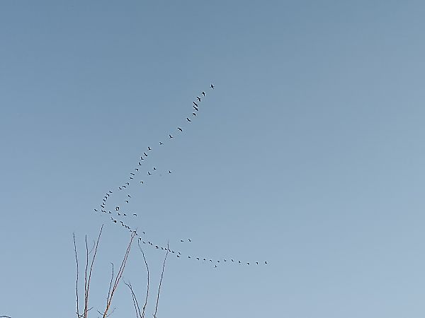 Gru  - Edoardo Razzetti