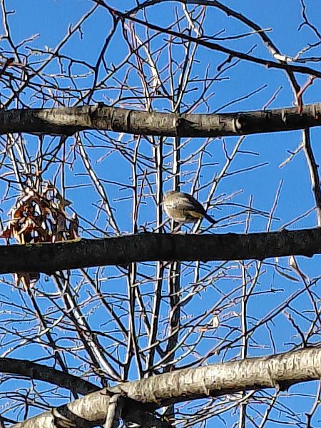 Rougequeue noir  - Leonardo Orefice
