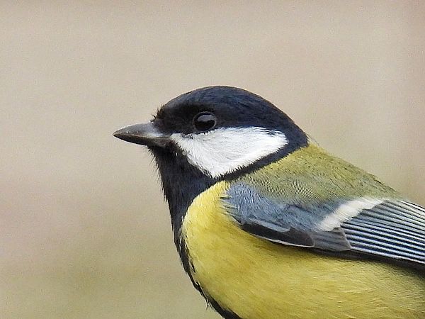 bogatka  - Kacper Mikulski