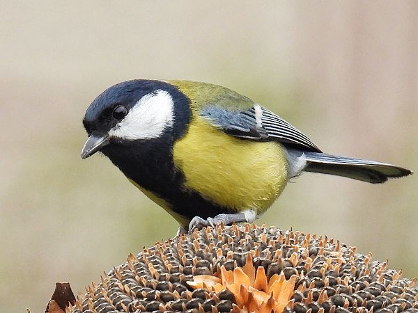 Mésange charbonnière  - Kacper Mikulski