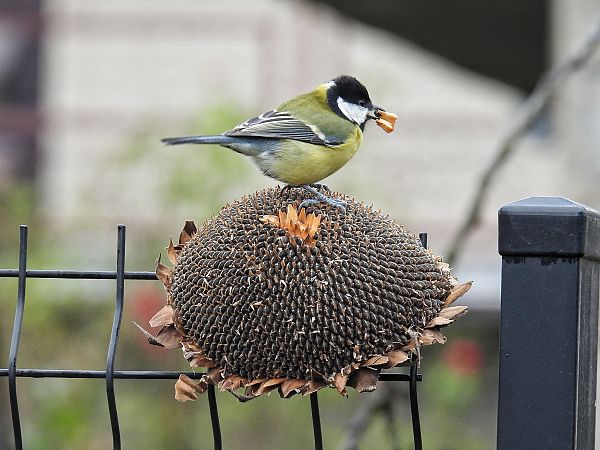 bogatka  - Kacper Mikulski